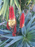 Aloe 'Tangerine' Raw Cuttings - Succulent for 1g Pot Propagation