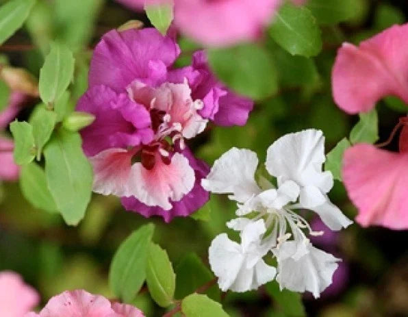 Clarkia Flower Seeds - 100 Pack, Pink Lavender White, Annual Garden Seeds, Clarkia spp.