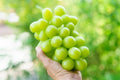 Organic Shine Muscat Grape Cuttings – 5 Rooting Grafting Vitis vinifera, Rare Deciduous Vine for Home Garden, Vineyard, Patio
