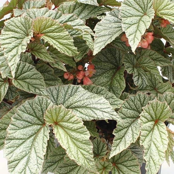 Angel Wing Begonia Plant - Snow Capped Variety - Indoor Houseplant - Begonia maculata - Easy Care, Air-Purifying, Rooted Pot