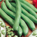 Aguadulce Fava Bean Seeds – Non-GMO, 25 Pack, Vicia faba, Hearty Cool-Season Vegetable for Home Gardens