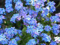 Forget-Me-Not Seeds - 305 Count - Chinese Blue Flowers - Myosotis sylvatica - Easy to Grow, Pollinator Attracting, Garden & Border Plant