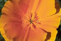 California Poppy Seeds – Bright Orange, 500 Pack, Eschscholzia californica, Drought-Tolerant Wildflower Seeds