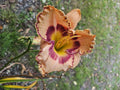 Daylily Plant - Rainbow Rythm (King of Ages) - Multi-Colored Flowers - Hemerocallis spp. Bare Root Perennial for Garden Landscaping