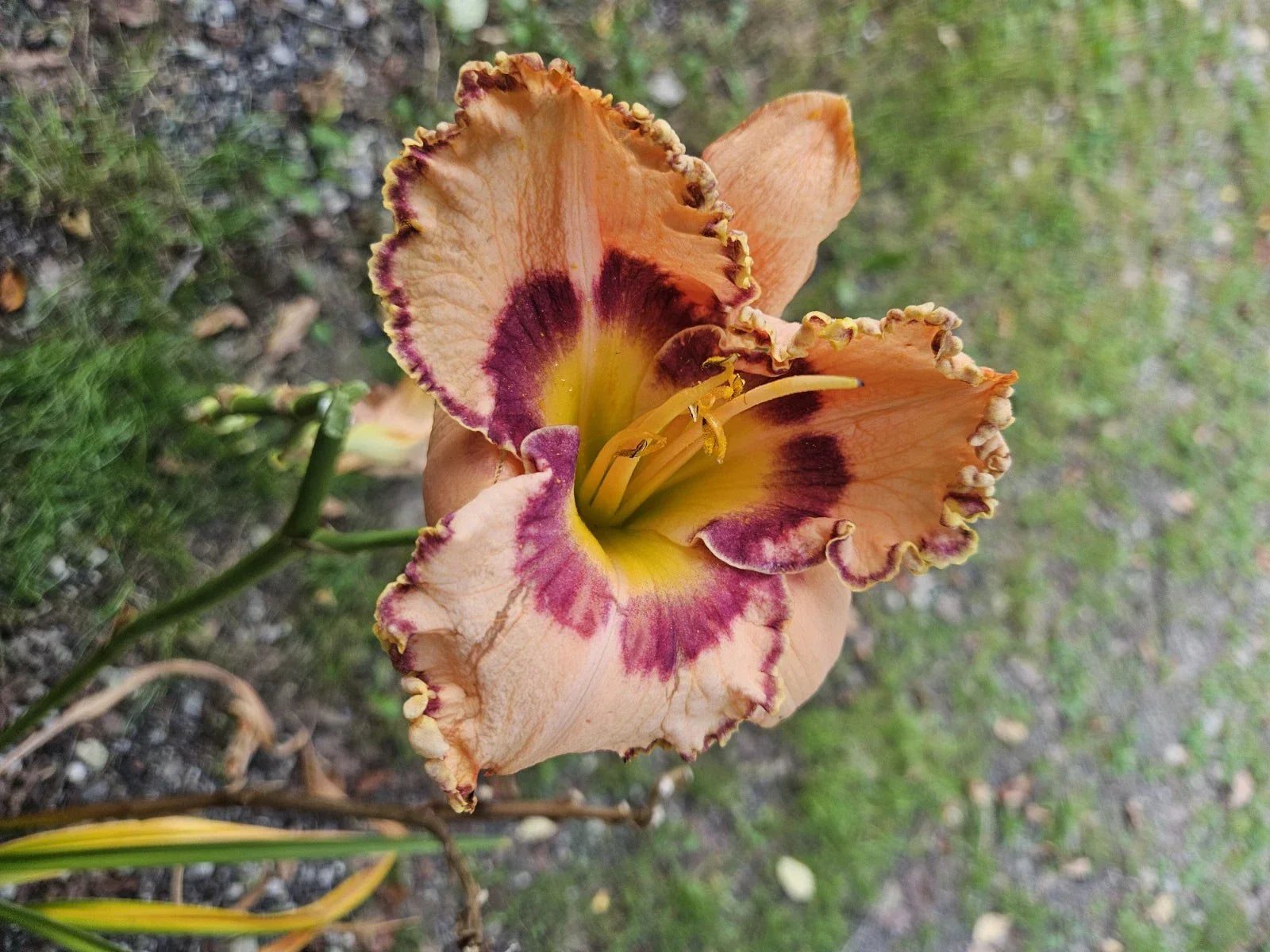 Daylily Plant - Rainbow Rythm (King of Ages) - Multi-Colored Flowers - Hemerocallis spp. Bare Root Perennial for Garden Landscaping
