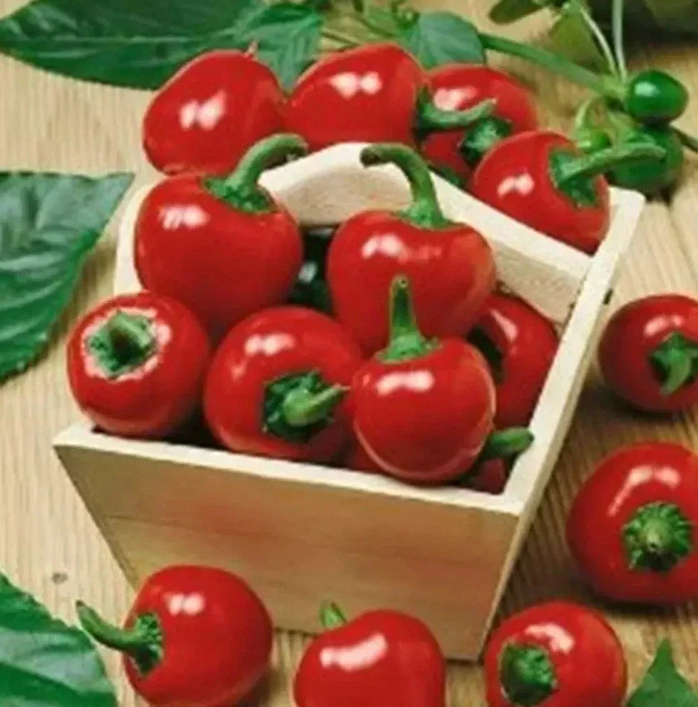Large Red Cherry Hot Pepper Seeds - Capsicum annuum, 100+ Seeds, Spicy 3,000-5,000 Scoville, Bushy, Edible, Full Sun