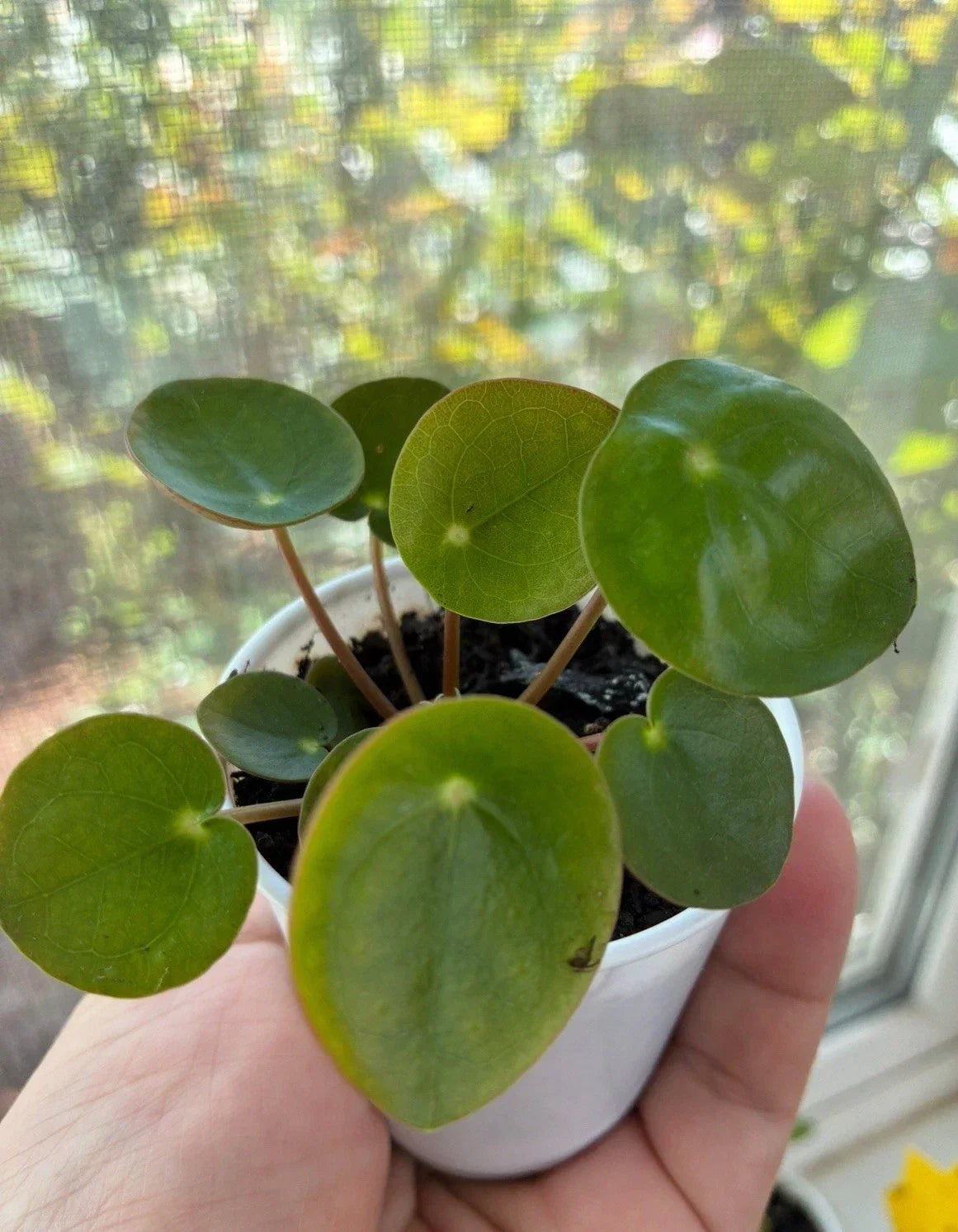 Live Chinese Money Plant Pilea peperomioides 2" Pot Indoor House Plant, Easy Care Greenery for Home Decor
