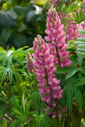 Popsicle Pink Lupine Seeds - 25 Perennial Flower Seeds for Garden, Attracts Pollinators, Lupinus polyphyllus