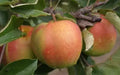 Shizuka Apple Seeds - 25+ Count, Malus domestica, Fruit Tree for Home Garden, Juicy Crisp Apples, Non-GMO, USA
