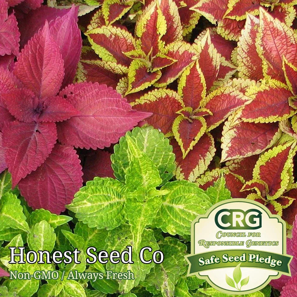 Rainbow Mix Coleus Seeds - Non-GMO Annual & Perennial Foliage Garden Seeds for Borders, Containers, and Beds
