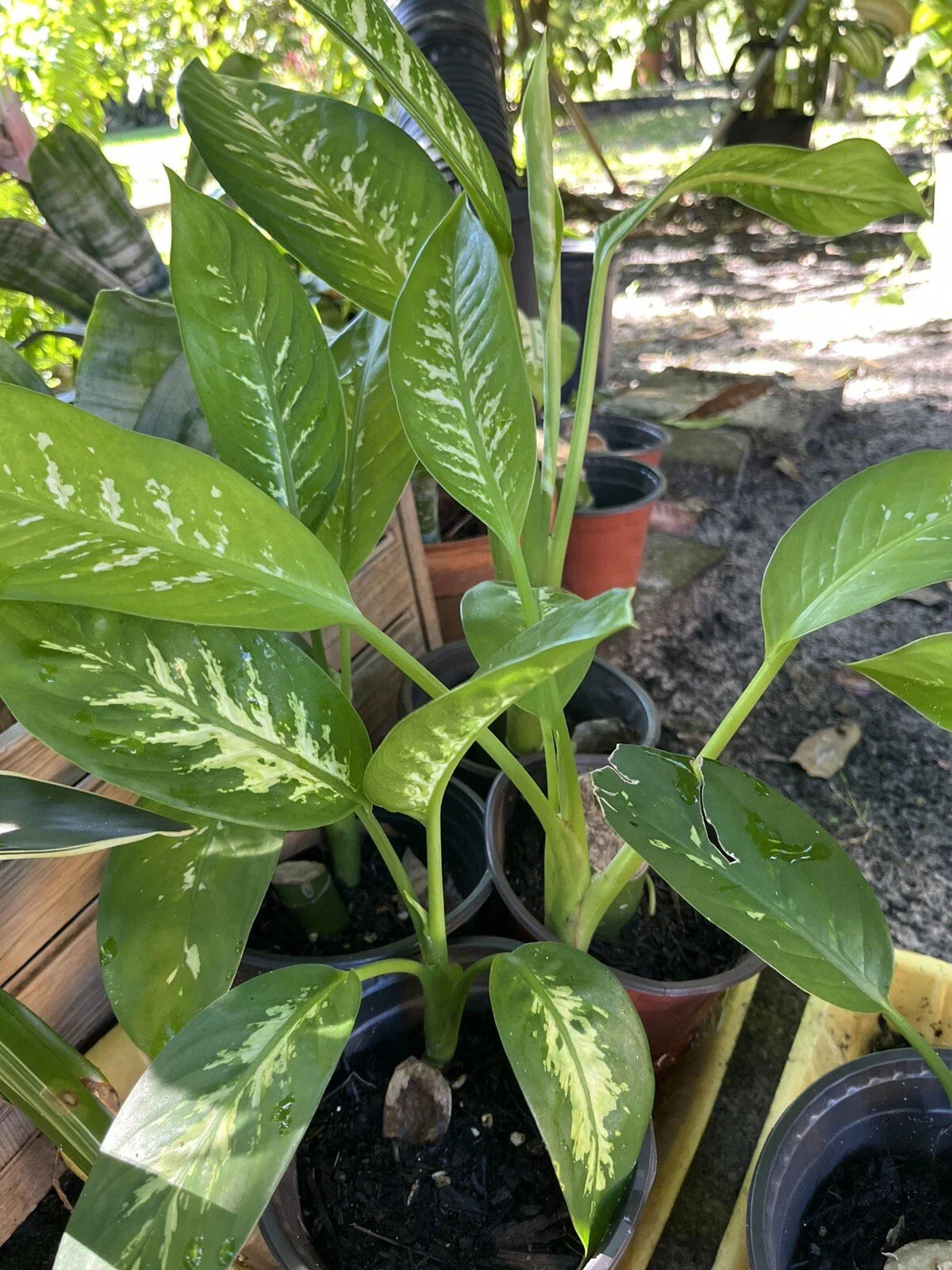 Dieffenbachia Tropical Snow - Rooted Dumb Cane Plant - Easy Indoor Care