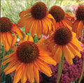 Bright Orange Coneflower Seeds - Echinacea purpurea - Perennial Flower Seeds for Garden, Pollinator Attractant, 50 Pack