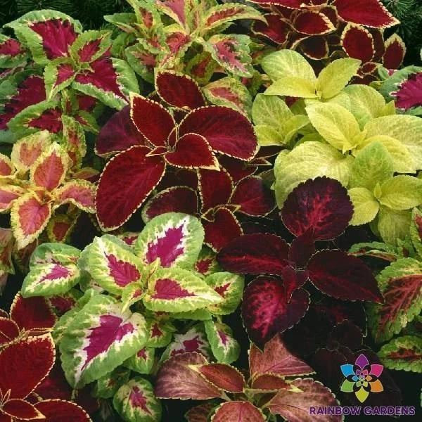Coleus Seeds - 25+ Fairway Mix Colorful Garden Planting Seeds - Solenostemon scutellarioides