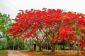 20 Seeds Delonix regia Royal Poinciana Flamboyant Flame Tree Tropical Ornamental Seeds