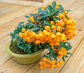 Orange Firethorn Bonsai Tree Seeds - Pyracantha coccinea, 30 Seeds, Compact Growth, Bright Orange Berries, Ornamental Garden Plant
