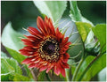 Sunflower Seeds Velvet Queen Red Pack of 30 Helianthus annuus Deep Red Blooms for Garden, Landscape & Pollinators