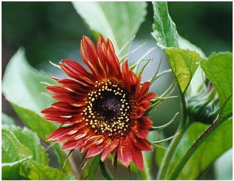 Sunflower Seeds Velvet Queen Red Pack of 30 Helianthus annuus Deep Red Blooms for Garden, Landscape & Pollinators
