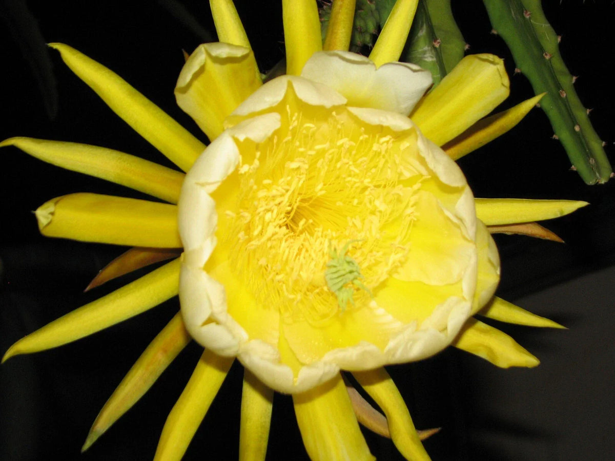 Epiphyllum Dragon Fruit Cutting - Yellow Skin Variety for Home Gardening
