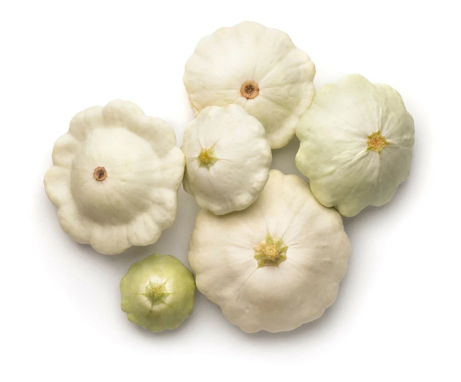 Early White Patty Pan Scallop Squash Seeds, Cucurbita pepo, Compact Bush Plant, 50 Seeds for Garden Planting