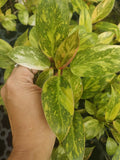 Philodendron Green Congo Variegated Plant Plug – Well Rooted, Indoor Houseplant, Tropical Foliage, Easy Care, Philodendron 'Green Congo'