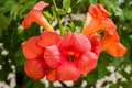 Orange Trumpet Vine Cuttings Set of 12 | Campsis radicans Hummingbird & Butterfly Attracting Climbing Vine