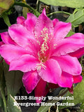 Epiphyllum Orchid Cactus Plant - 4-Inch Rooted Starter Pot - "Simply Wonderful" Variety - Indoor Garden, Drought Tolerant, Easy Care