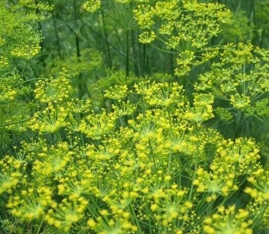 Bouquet Dill Seeds 500+ Herb Garden Seeds for Pickling & Dips, Anethum graveolens, Butterfly Attractant, Annual Herb