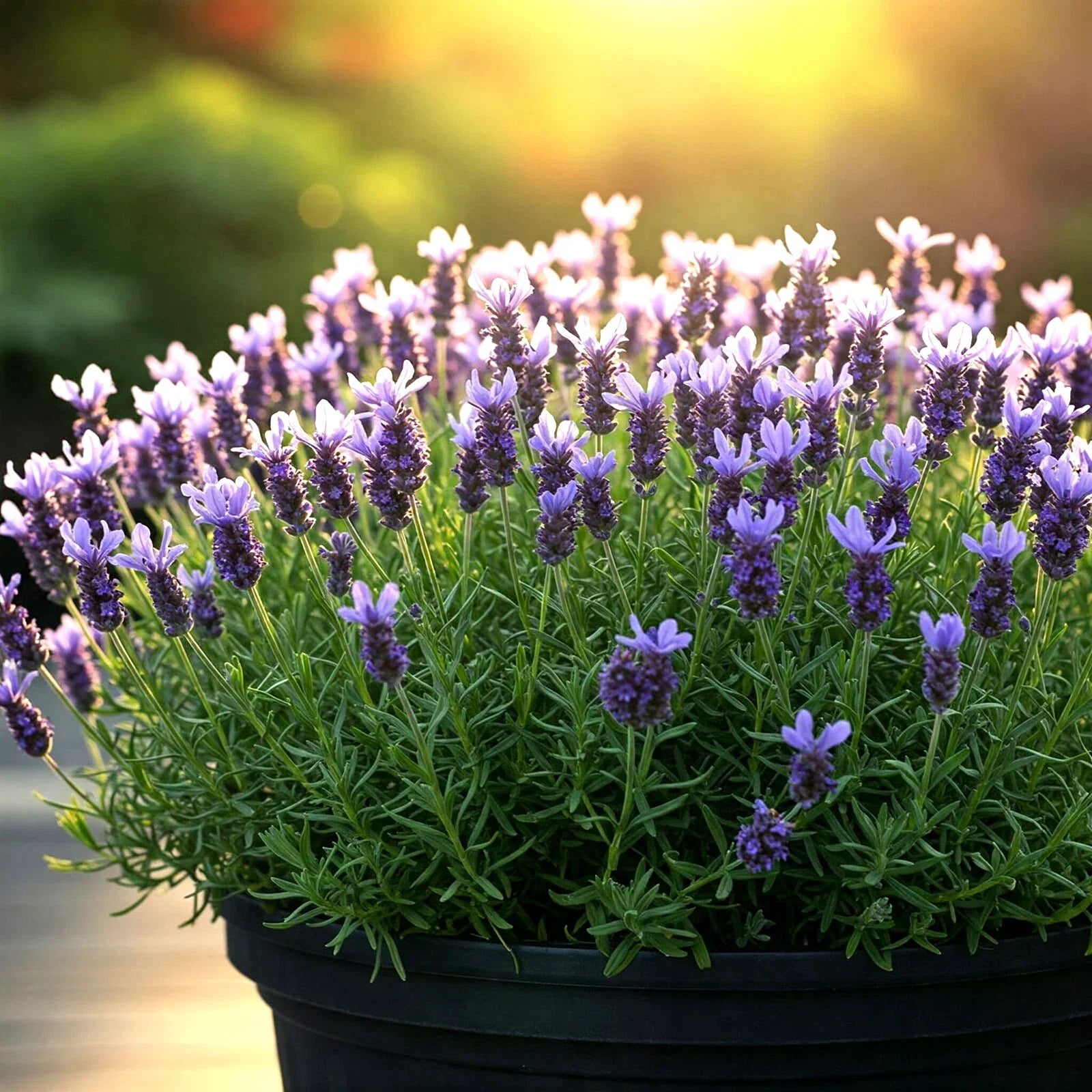 800 Lavender Seeds Non-GMO Lavandula angustifolia Perennial for Gardens, Borders, and Mosquito Repellent