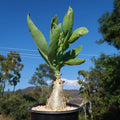 Cyphostemma juttae Cactus Plant | Live Succulent in 4-Inch Pot | Drought-Tolerant Desert Plant | Unique Houseplant