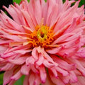 Giant Cactus Zinnia Seeds - 100+ Pack, Vibrant Rose Color, Zinnia elegans, Easy Grow Flower Seeds