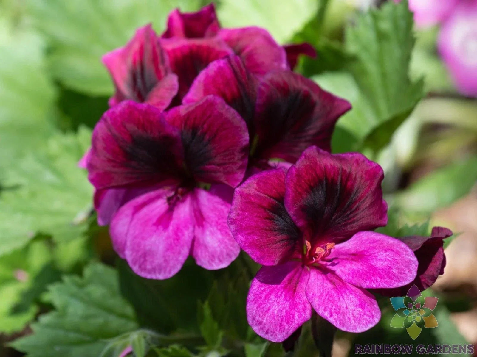 Martha Washington Regal Geranium Seeds - Pelargonium × hortorum - Pink, Red, Purple Flower Pack of 25+ Seeds