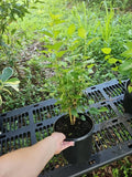 Large Dwarf Black Mulberry Live Plant - Morus Nigra - Hardy Everbearing Fruit Tree