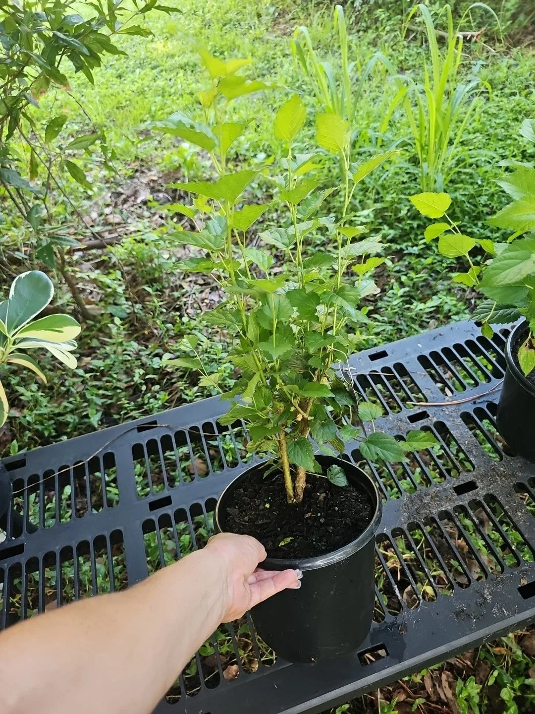 Large Dwarf Black Mulberry Live Plant - Morus Nigra - Hardy Everbearing Fruit Tree