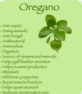 Italian Oregano Seeds - Organic Non-GMO Open-Pollinated Herb Seeds - Origanum vulgare subsp. hirtum