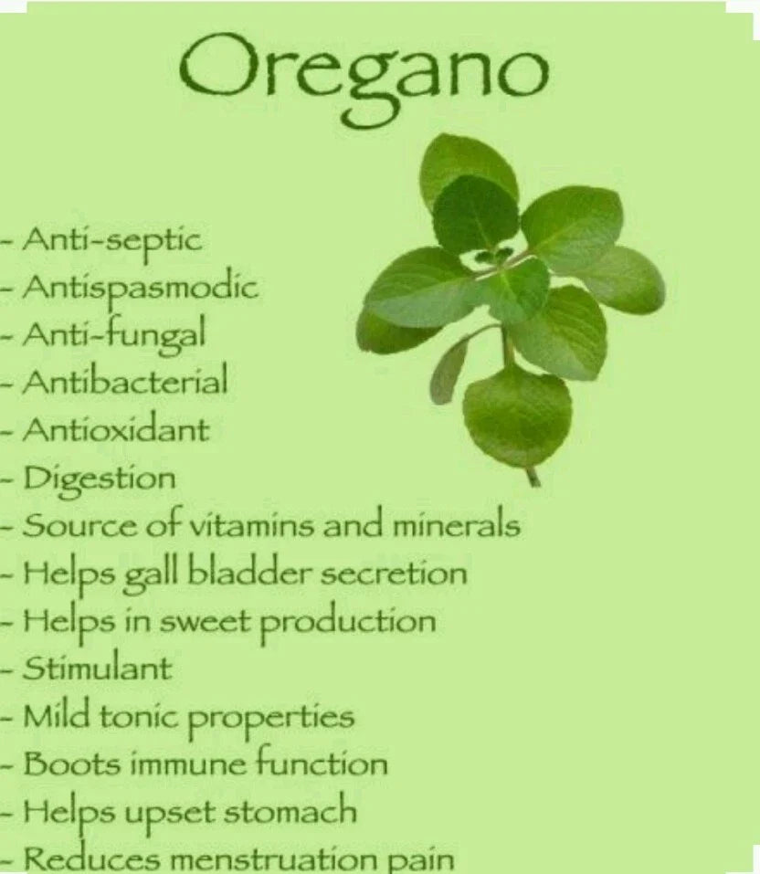Italian Oregano Seeds - Organic Non-GMO Open-Pollinated Herb Seeds - Origanum vulgare subsp. hirtum
