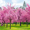 Japanese Sakura Cherry Blossom Tree Seeds - Prunus sargentii - Hardy Deciduous Flowering Plant for Gardens and Landscapes