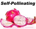 Rooted Vietnamese Dragon Fruit Plants, Hylocereus undatus, White Flesh Pitaya, Self-Pollinating, 5 Plants