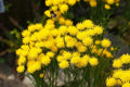 Goldilocks Aster Flower Seeds - 20 Pack, Yellow Blooms, Aster linosyris, Starwort, Compact, Easy to Grow