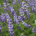Arroyo Lupine Seeds - 500 Count - Purple Flowers - Lupinus succulentus - Wildflower, Drought-Resistant, Annual Plant