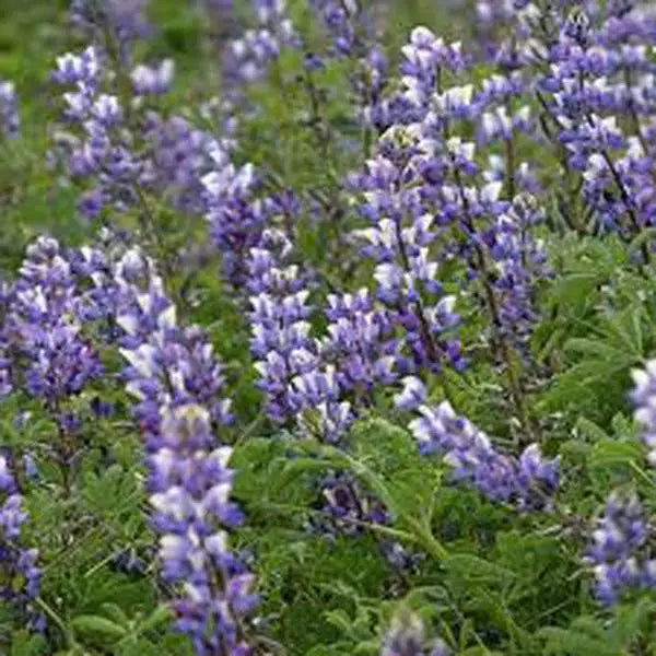 Arroyo Lupine Seeds - 500 Count - Purple Flowers - Lupinus succulentus - Wildflower, Drought-Resistant, Annual Plant