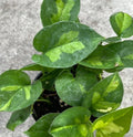 Global Green Pothos Cuttings - 2 Fresh Epipremnum aureum Propagation Plantlets, Indoor Gardening, No Roots