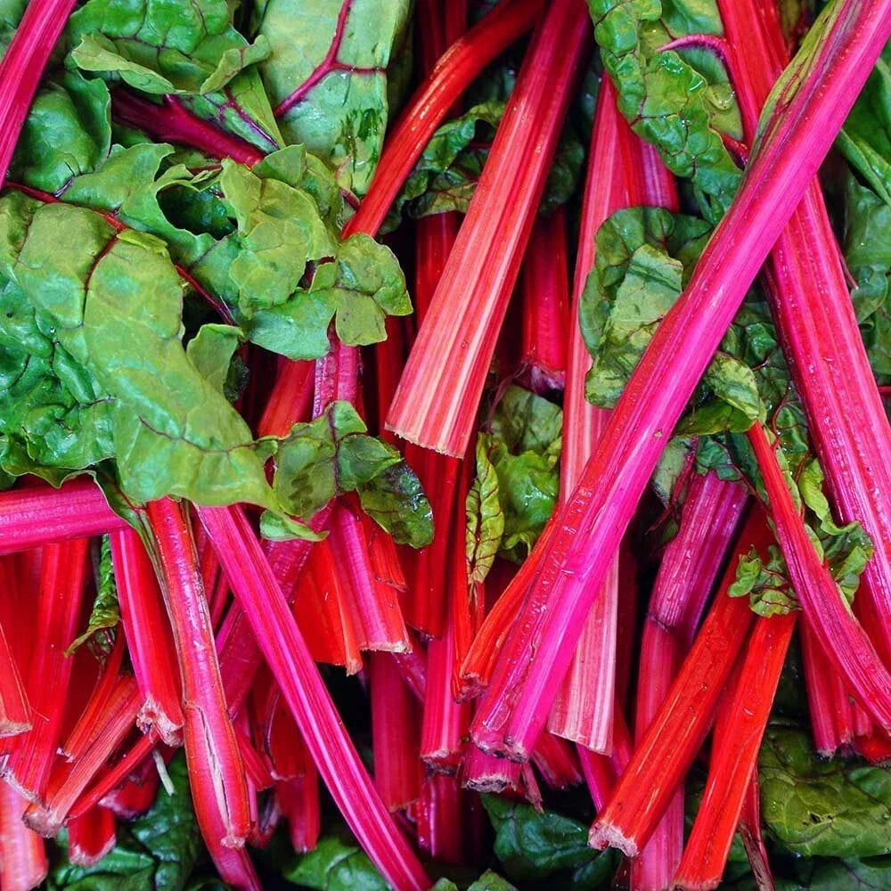 Rhubarb Red Swiss Chard Seeds 50 Pack - Heirloom NON-GMO Vegetable Garden Seeds Beta vulgaris