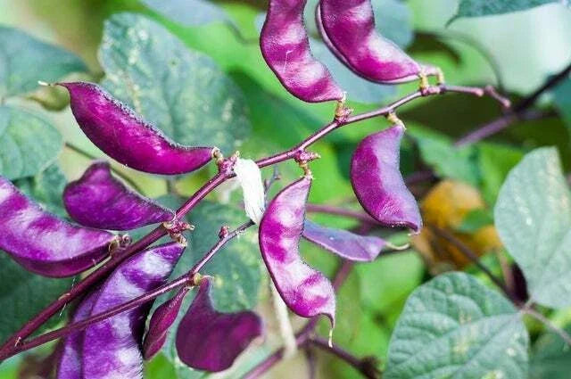 Purple Hyacinth Bean Seeds - Red-Leaved Climbing Vine Pack - Lablab purpureus for Trellises & Fences