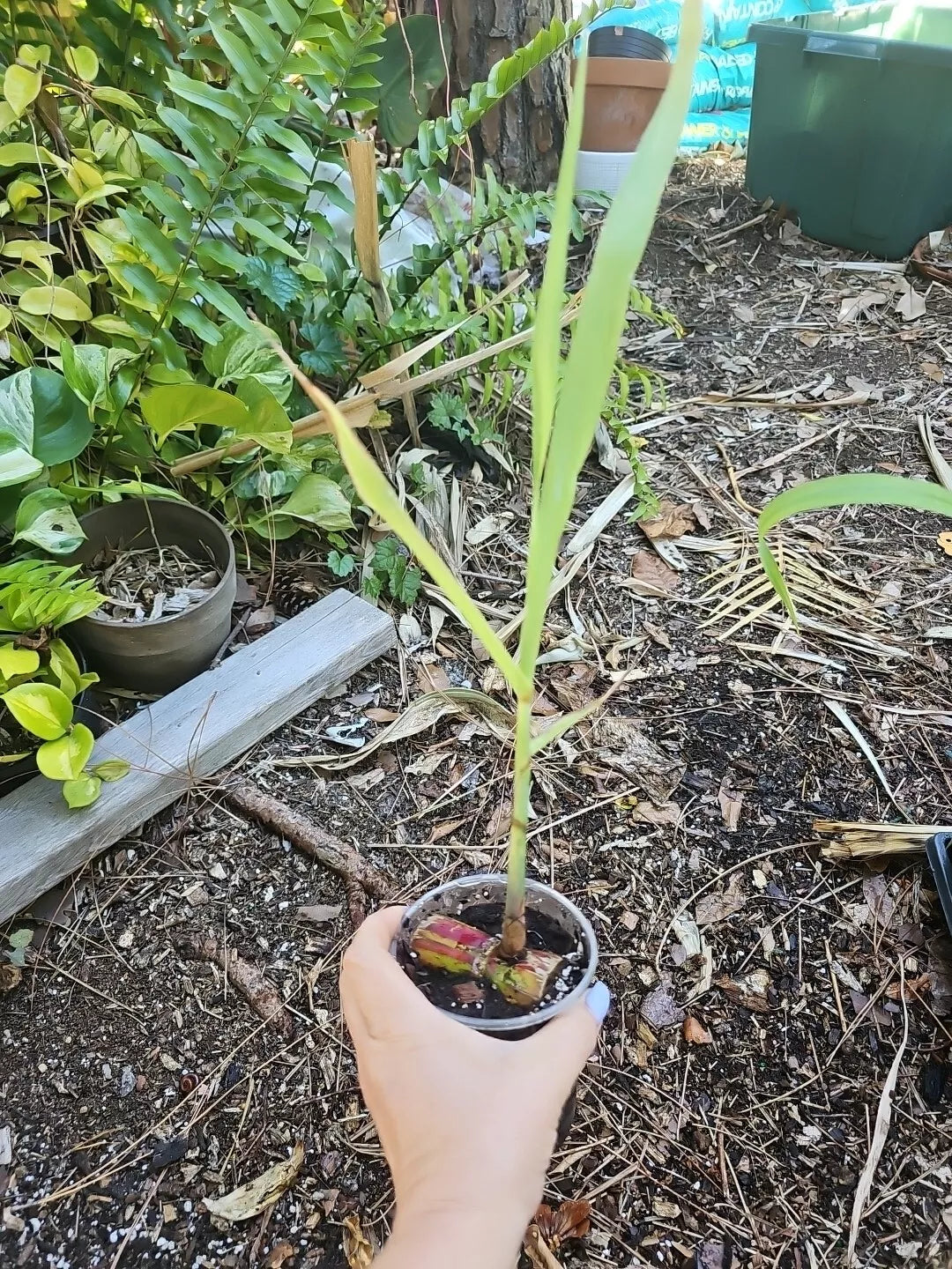 Variegated Sugarcane Plant Starter - Hilo Buddha Belly Saccharum officinarum Organic