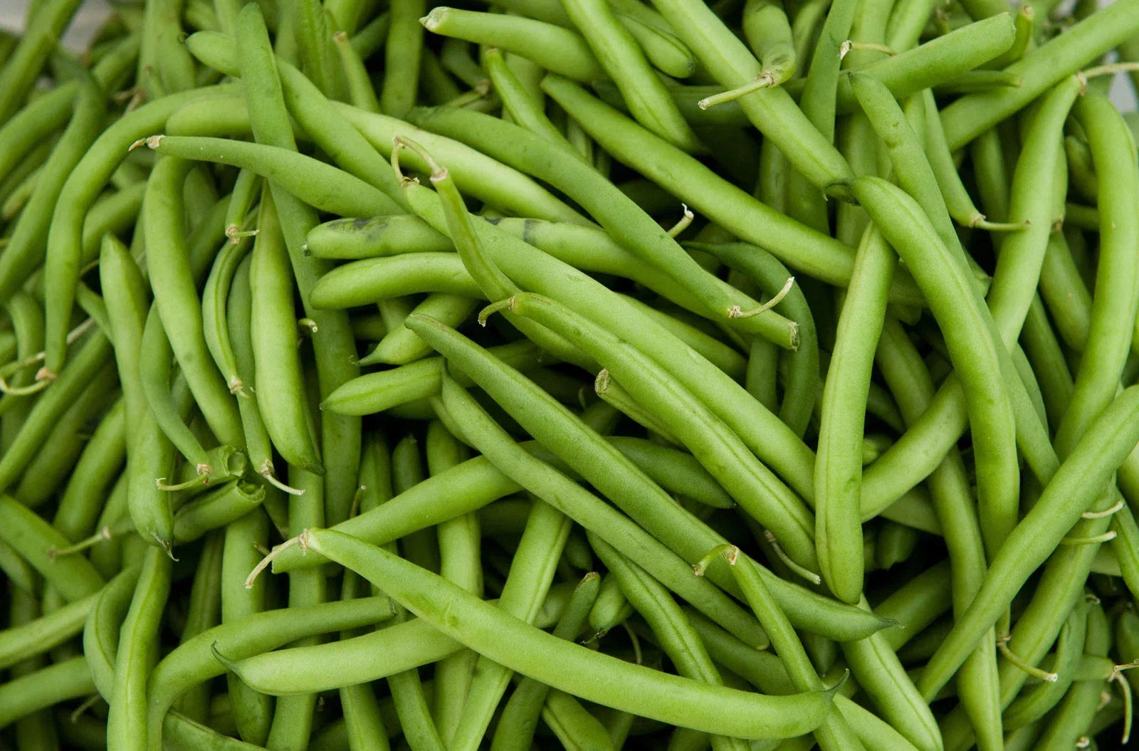 Green Bean Seeds - Tenderette Phaseolus vulgaris, Bush Type, Fresh Seeds for Home Gardens