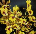 Orchid Plant 2-Inch Pot Oncidesa Hwuluduen Chameleon Hybrid Colorful Orchid Indoor Decor
