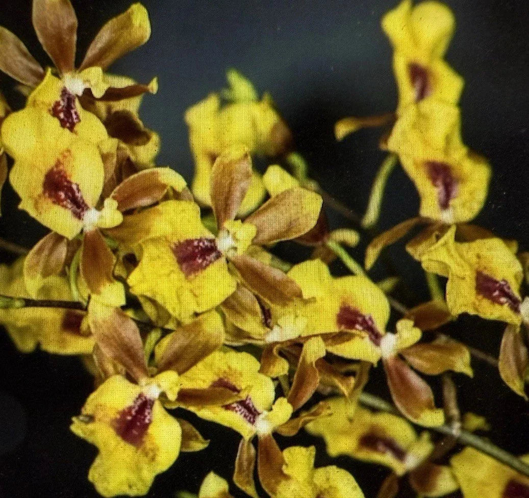 Orchid Plant 2-Inch Pot Oncidesa Hwuluduen Chameleon Hybrid Colorful Orchid Indoor Decor