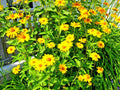 300+ Ox Eye Sunflower Seeds | Native Wildflower for Summer Gardens | Helianthus giganteus Seed Packet