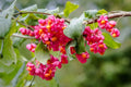 Spindle Tree Seeds 10 Pack Euonymus latifolius Hardy Shrub Seeds for Garden and Landscape Planting