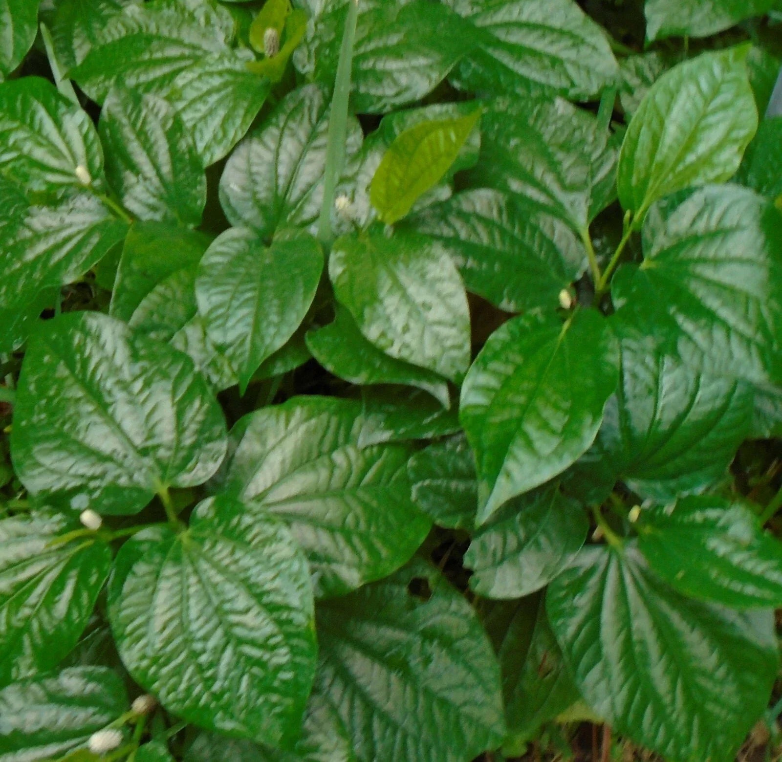 Natural Betel Leaves Stems 4-6" | Lá lốt, Lolot, Piper sarmentosum | Culinary & Traditional Use